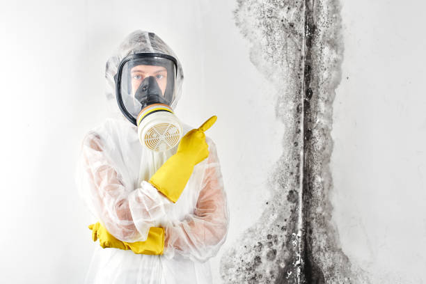 Asbestos and Lead Testing During Mold Inspection in Hutchinson, MN